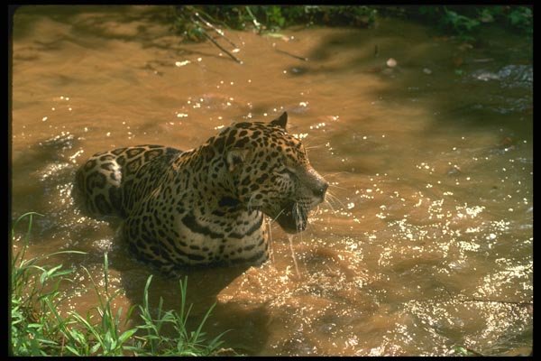 134068 Jaguar In Rain Forest Stream A4 Photo Print