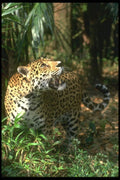 134069 Jaguar Looking At Prey A4 Photo Print