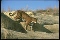 134070 Jaguar A4 Photo Print