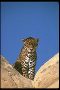 134071 Jaguar A4 Photo Print