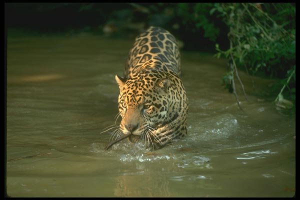 134072 Jaguar In A Rain Forest Stream A4 Photo Print