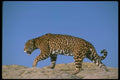 134073 Jaguar A4 Photo Print