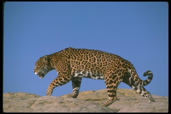 134073 Jaguar A4 Photo Print