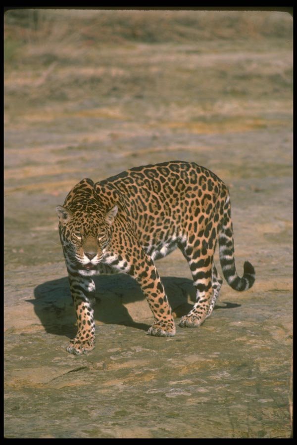 134074 Jaguar A4 Photo Print