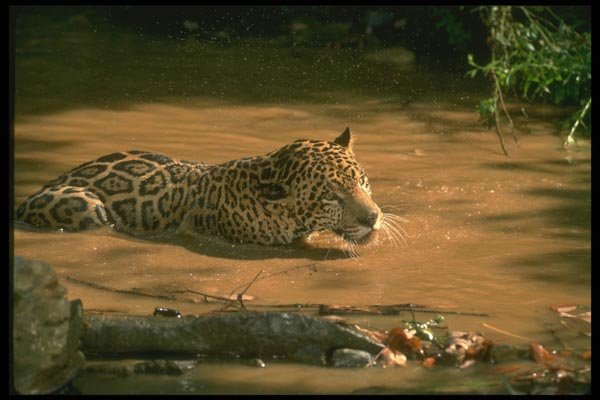 134075 Jaguar In Rain Forest Stream A4 Photo Print