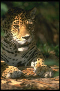 134076 Jaguar, Head Shot A4 Photo Print