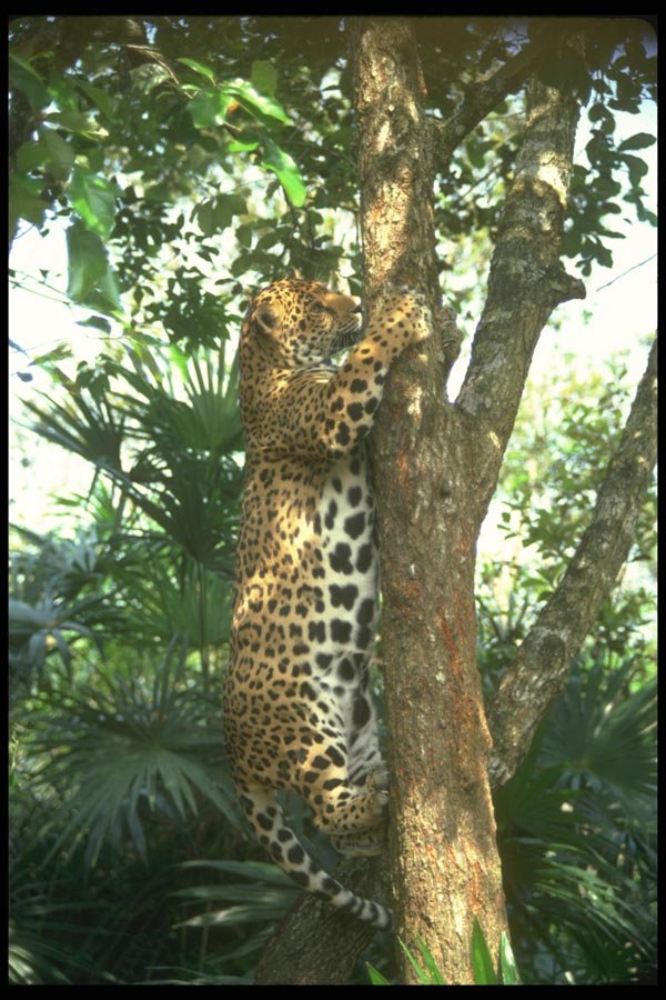 134077 Jaguar Climbing Tree A4 Photo Print