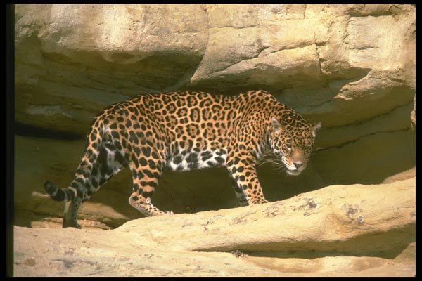 134078 Jaguar Near Den A4 Photo Print