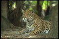 134079 Jaguar Lying Down A4 Photo Print