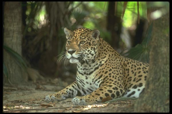 134079 Jaguar Lying Down A4 Photo Print