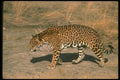 134080 Jaguar A4 Photo Print
