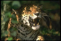 134081 Jaguar, Head Shot A4 Photo Print