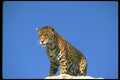 134082 Jaguar A4 Photo Print