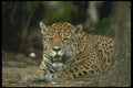 134083 Jaguar Lying Down A4 Photo Print