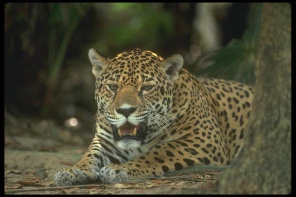 134083 Jaguar Lying Down A4 Photo Print