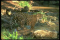 134084 Jaguar In Stream A4 Photo Print