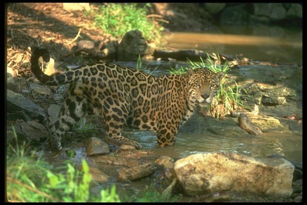 134084 Jaguar In Stream A4 Photo Print