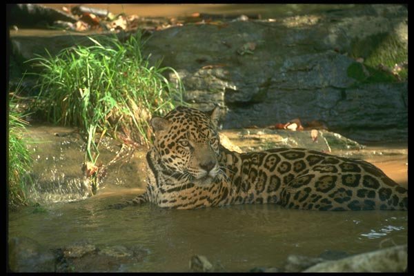 134085 Jaguar In Stream A4 Photo Print