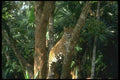 134086 Jaguar Climbing A Tree A4 Photo Print