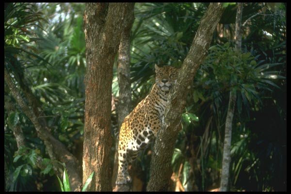 134086 Jaguar Climbing A Tree A4 Photo Print