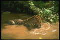 134087 Jaguar In Stream A4 Photo Print