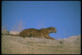 134088 Skylined Jaguar A4 Photo Print