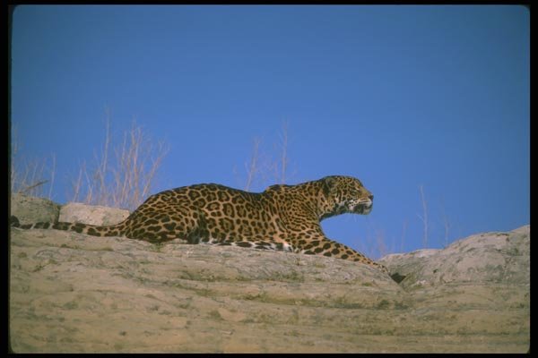 134088 Skylined Jaguar A4 Photo Print