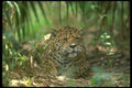 134089 Jaguar On Floor Of Tropical Forest A4 Photo Print