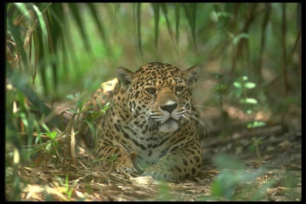 134089 Jaguar On Floor Of Tropical Forest A4 Photo Print