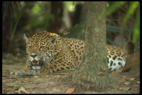 134090 Jaguar On Floor Of Tropical Forest A4 Photo Print