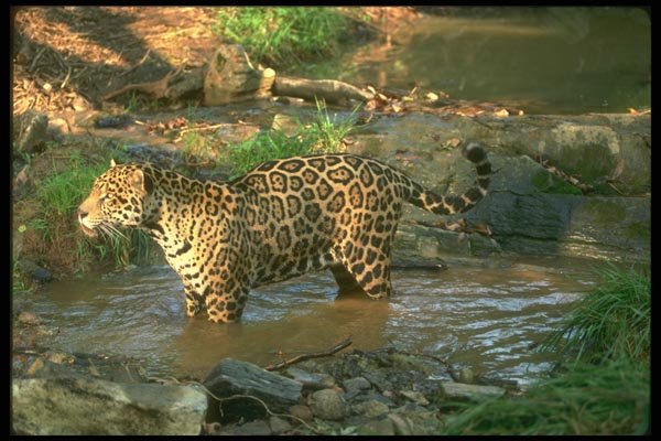 134091 Jaguar In Forest Stream A4 Photo Print