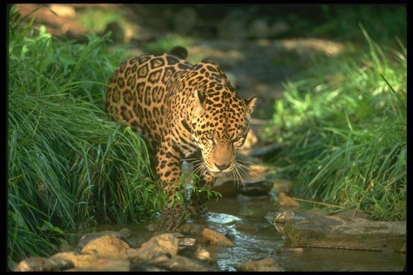 134092 Jaguar In Forest Stream A4 Photo Print