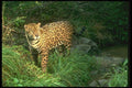134093 Jaguar In Rain Forest A4 Photo Print