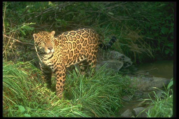 134093 Jaguar In Rain Forest A4 Photo Print