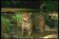 134094 Jaguar In Forest Stream A4 Photo Print