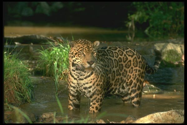 134094 Jaguar In Forest Stream A4 Photo Print