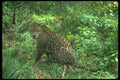 134095 Jaguar In Rain Forest A4 Photo Print