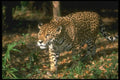 134096 Jaguar In Rain Forest A4 Photo Print