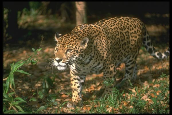 134096 Jaguar In Rain Forest A4 Photo Print
