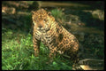 134097 Jaguar In Rain Forest A4 Photo Print