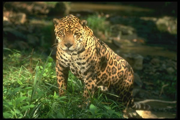 134097 Jaguar In Rain Forest A4 Photo Print
