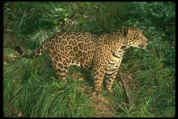 134098 Jaguar In Rain Forest A4 Photo Print