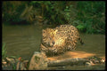 134099 Jaguar In Forest Stream A4 Photo Print