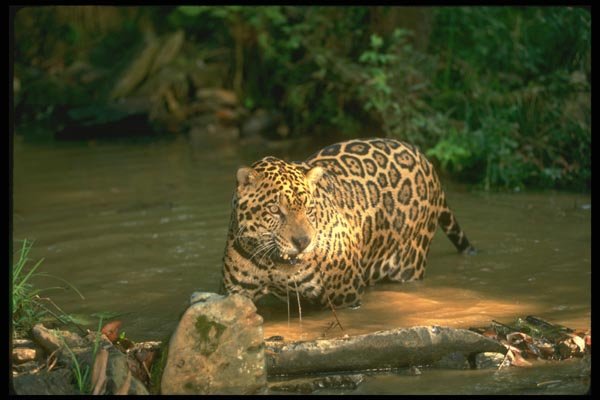134099 Jaguar In Forest Stream A4 Photo Print