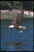 135000 Bald Eagle Carrying Fish Through The Air A4 Photo Print