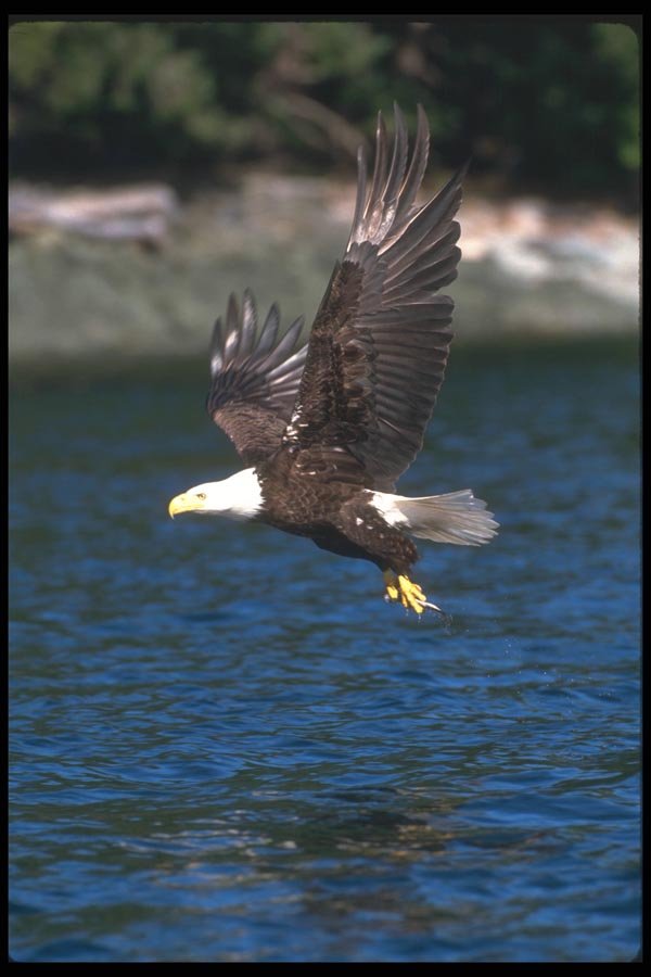 135000 Bald Eagle Carrying Fish Through The Air A4 Photo Print
