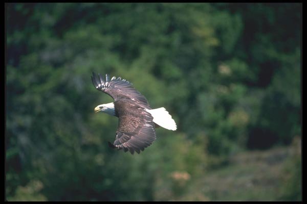 135001 Bald Eagle In Flight A4 Photo Print