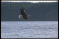 135002 Bald Eagle Carrying Fish Through The Air A4 Photo Print