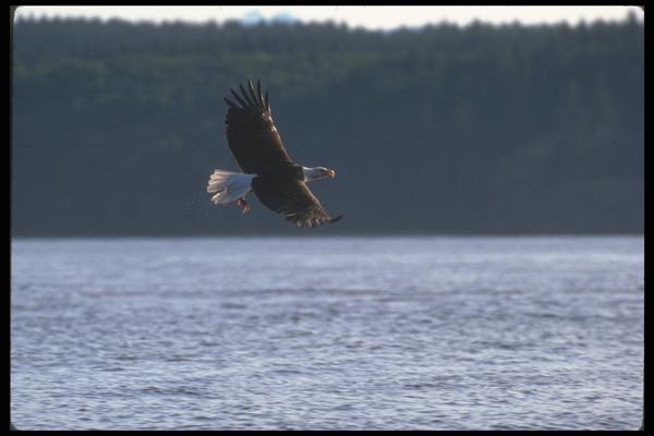 135002 Bald Eagle Carrying Fish Through The Air A4 Photo Print