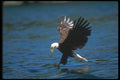 135003 Bald Eagle Dropping In To Strike Fish A4 Photo Print